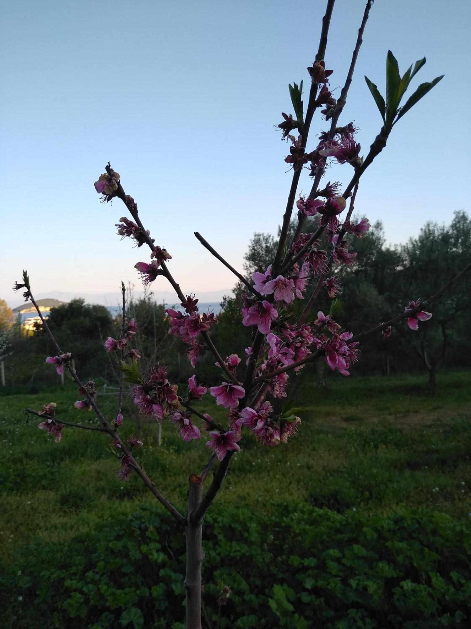 Martha'S Villa Nea Iraklitsa Esterno foto